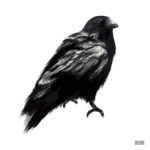 Raven drawing Digital